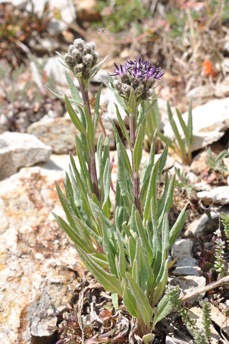 Weber's Saw-Wort photo 5