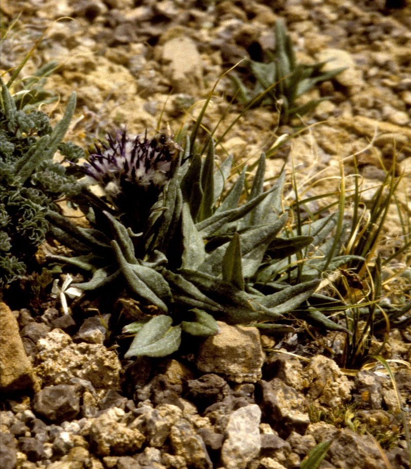 Weber's Saw-Wort photo 8