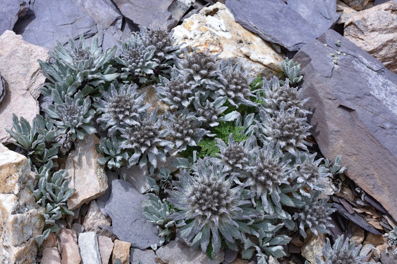 Saussurea zogangensis