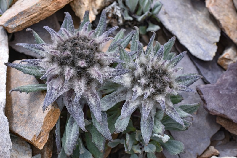 Saussurea zogangensis photo 2