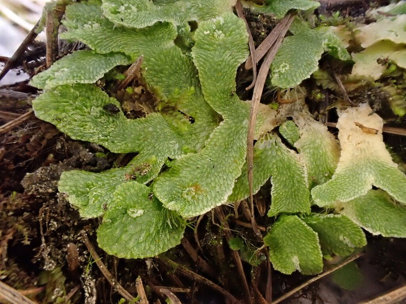 Sauteria alpina photo 8