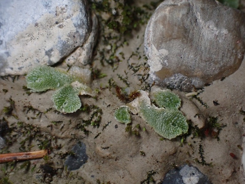 Sauteria alpina photo 2