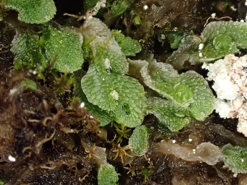 Sauteria alpina photo 3