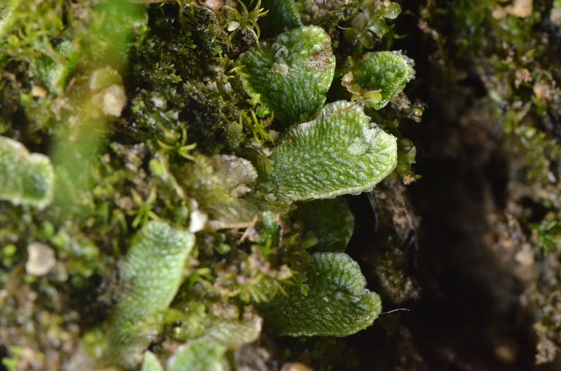 Sauteria alpina photo 4