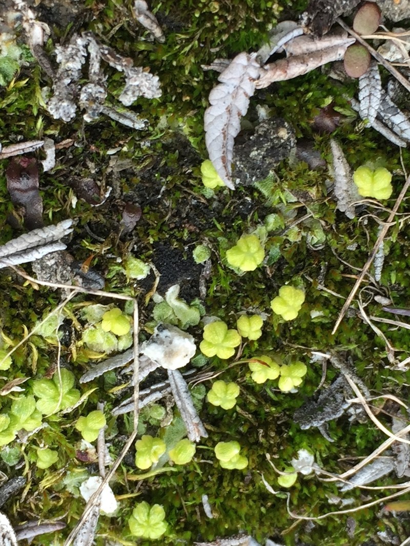 Sauteria alpina photo 5