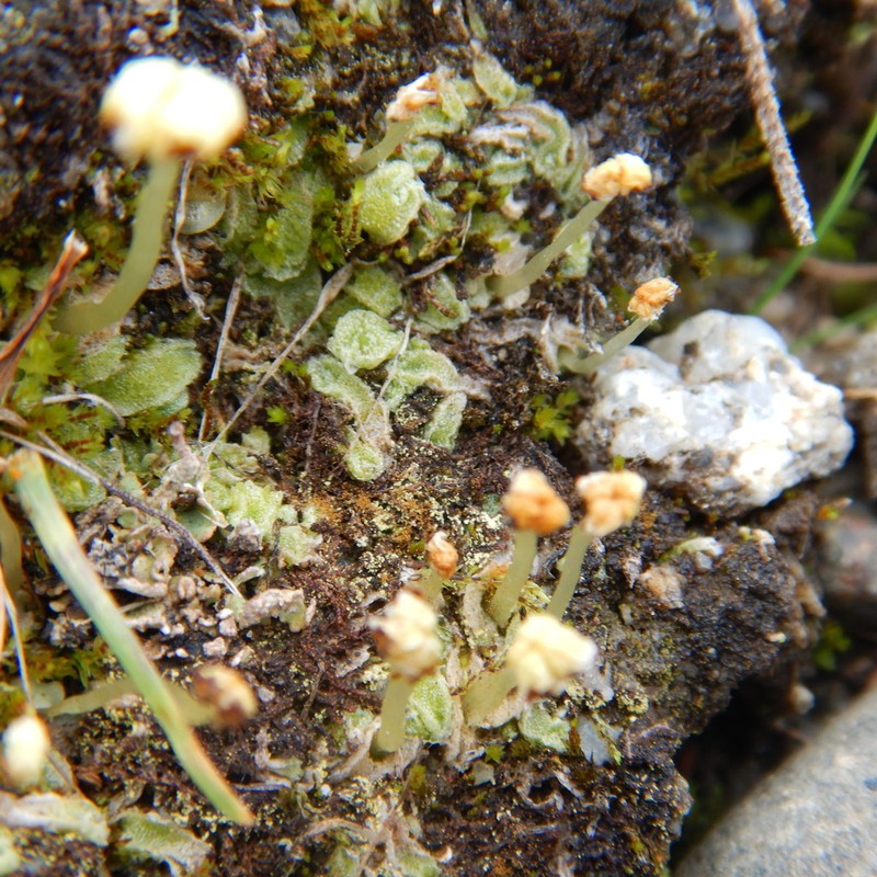 Sauteria alpina photo 6