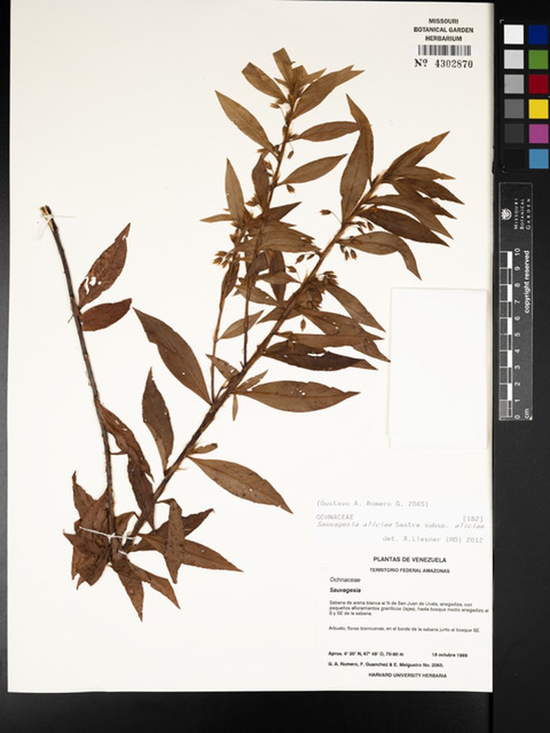 Sauvagesia aliciae subsp. aliciae