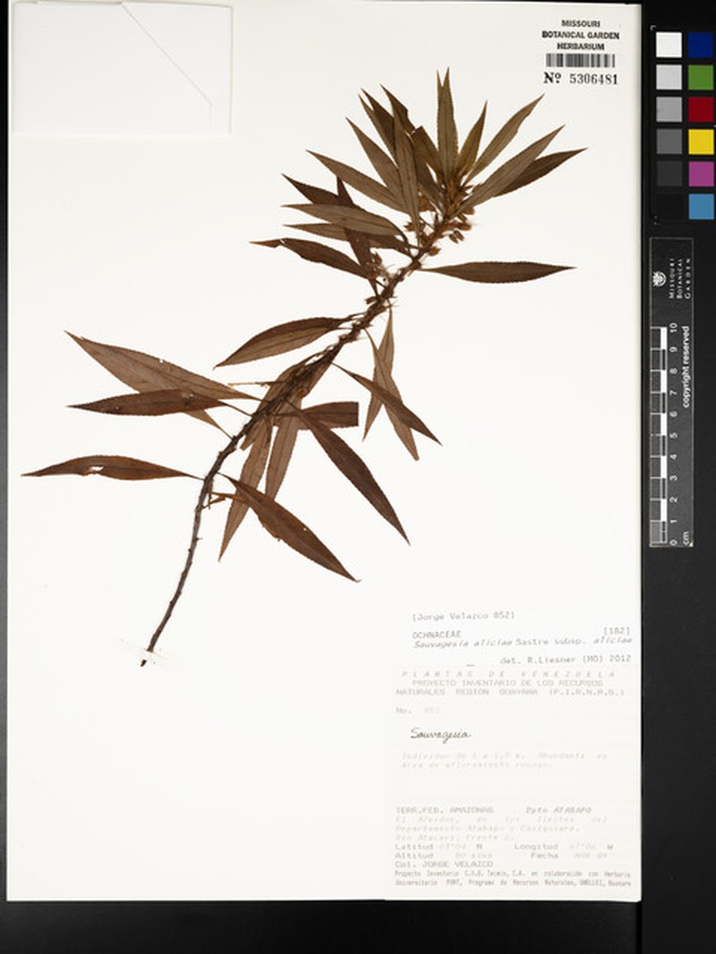 Sauvagesia aliciae subsp. aliciae photo 2