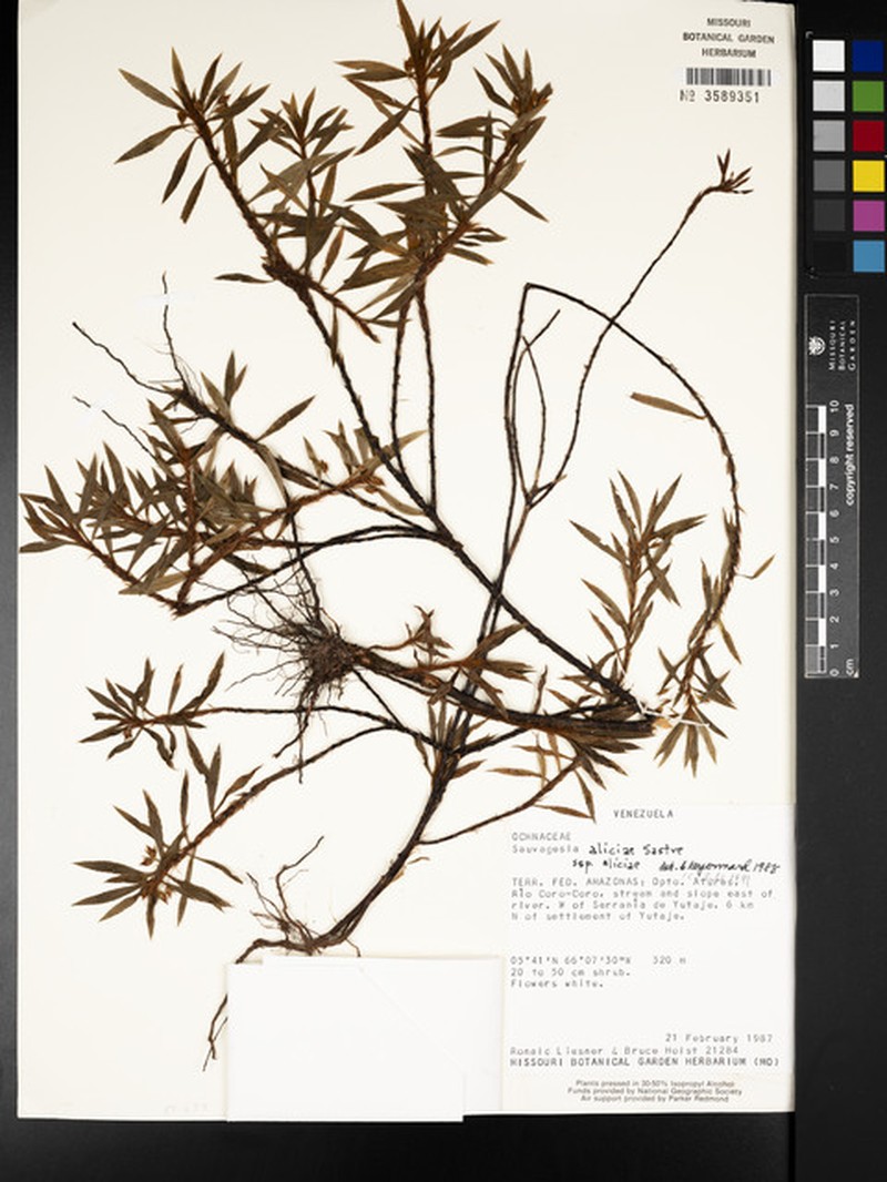 Sauvagesia aliciae subsp. aliciae photo 3