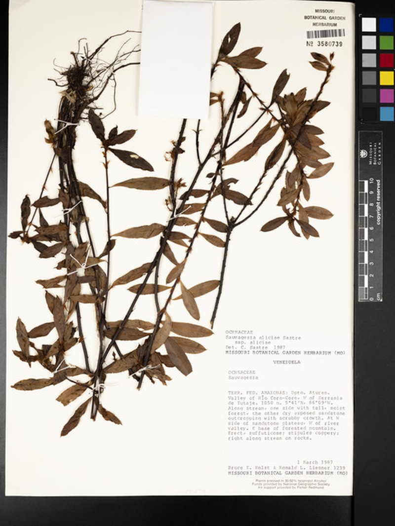 Sauvagesia aliciae subsp. aliciae photo 4