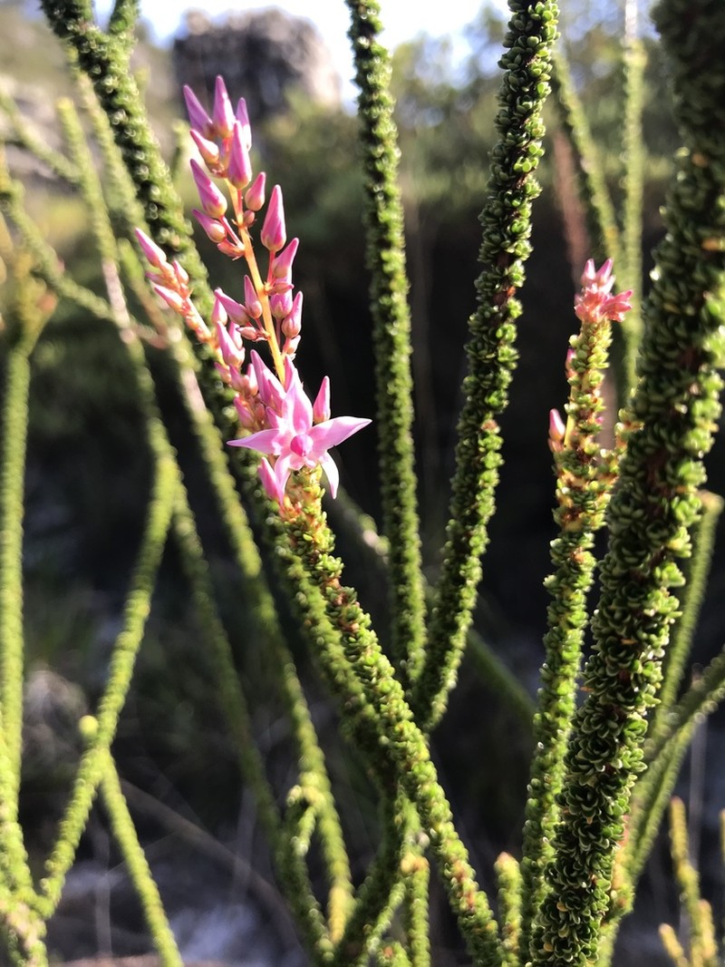 Sauvagesia bryoclada