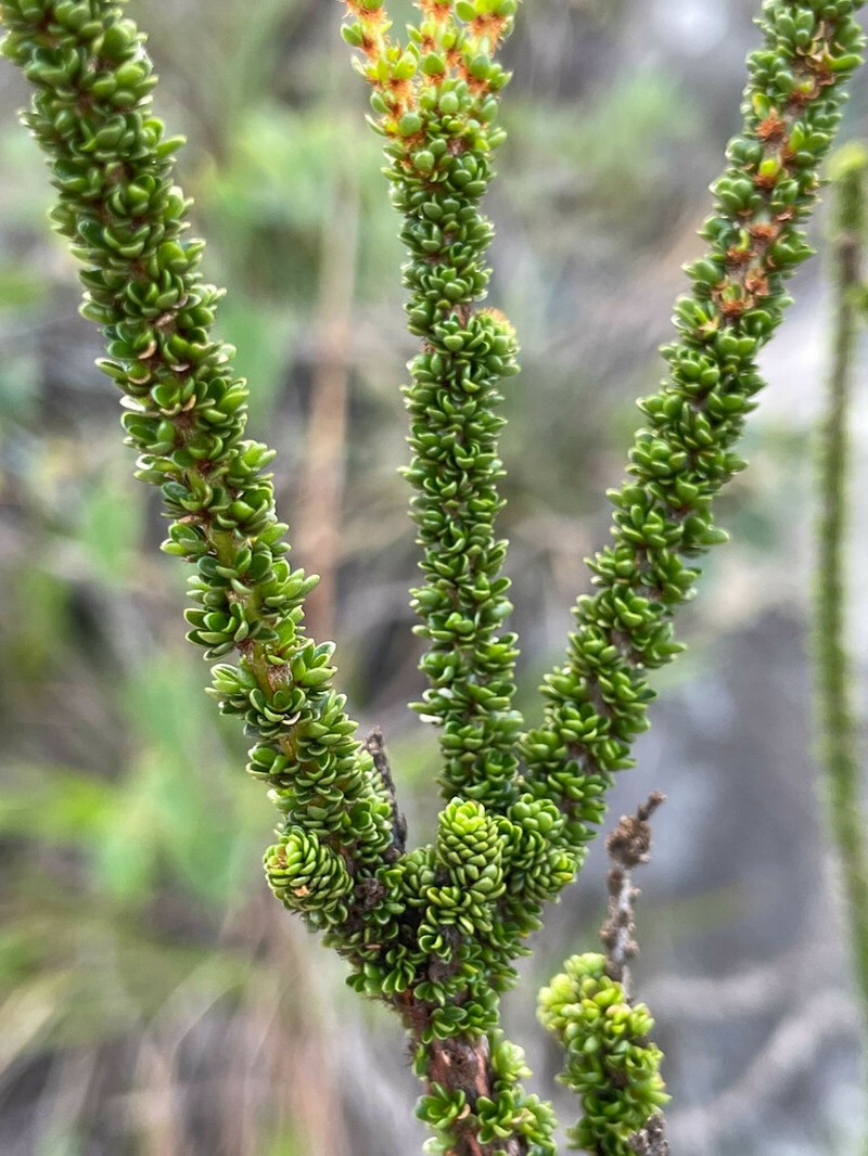 Sauvagesia bryoclada photo 2