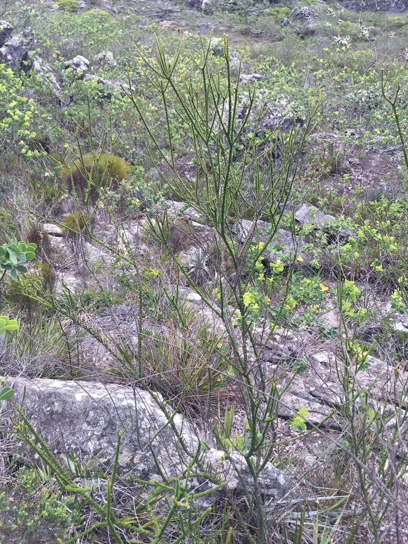 Sauvagesia bryoclada photo 3