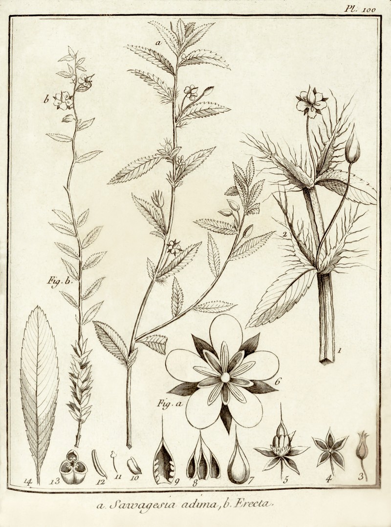 Creole Tea photo 4