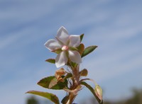 Creole Tea