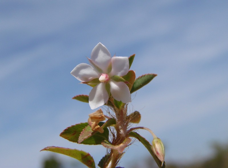 Creole Tea