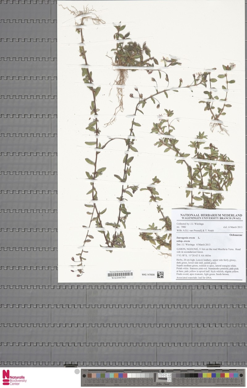 Sauvagesia erecta subsp. erecta