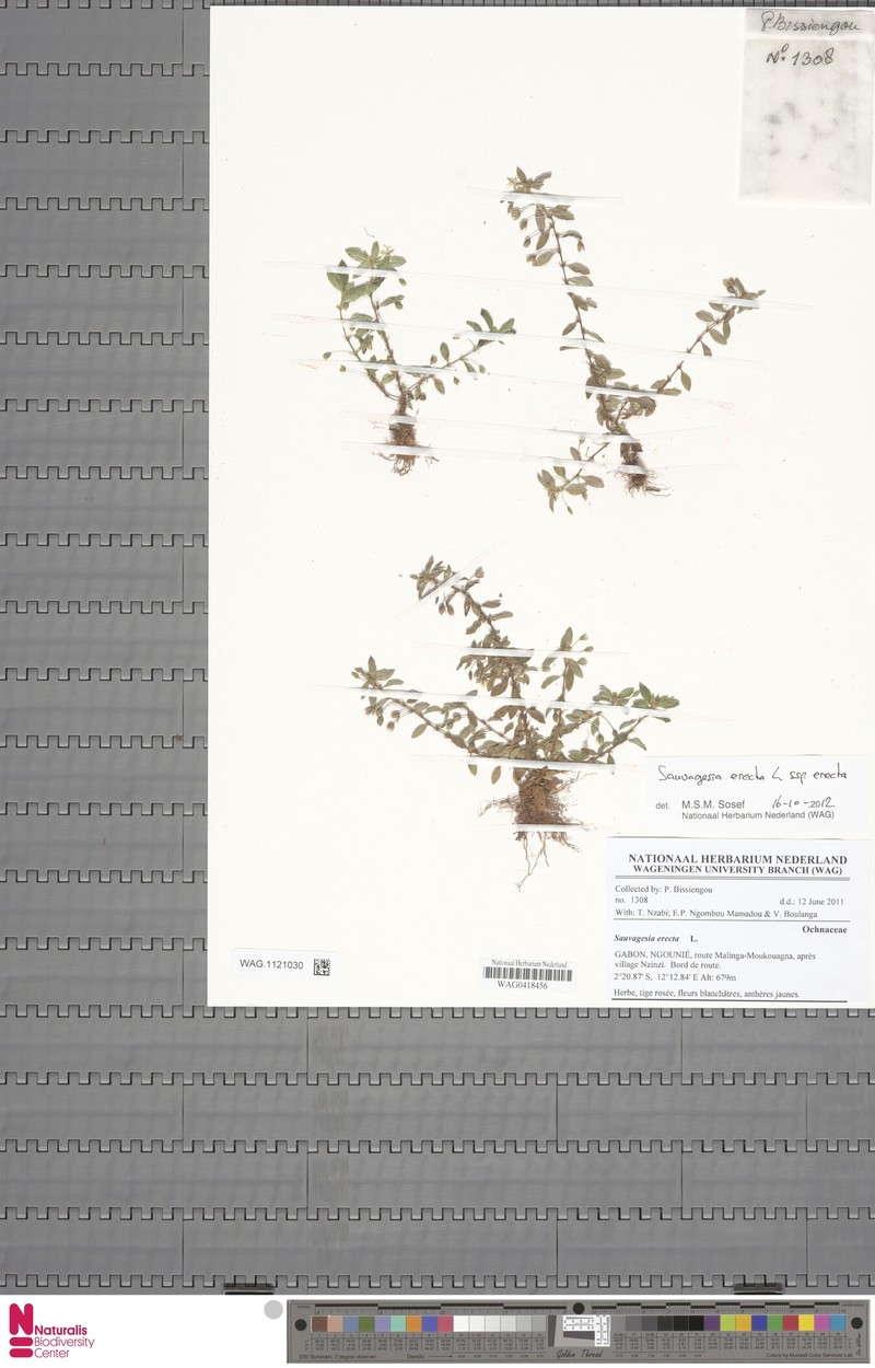 Sauvagesia erecta subsp. erecta photo 2