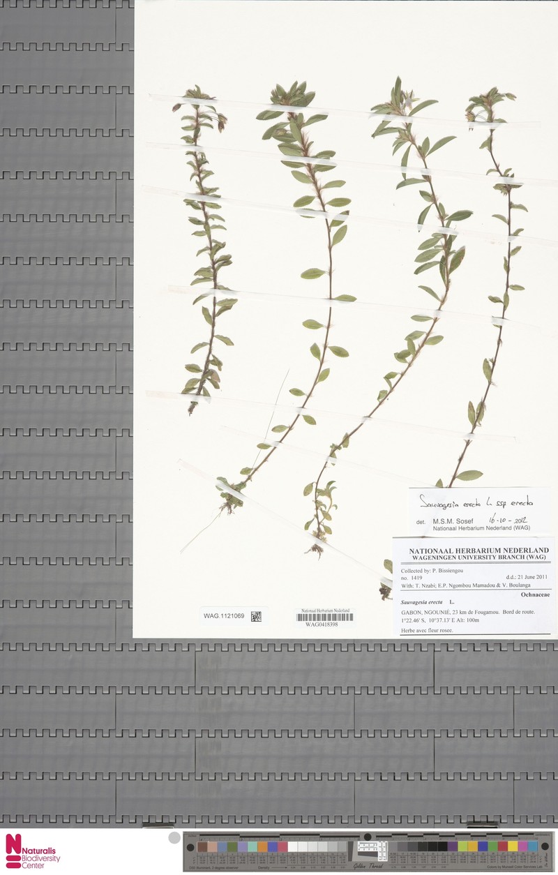 Sauvagesia erecta subsp. erecta photo 3