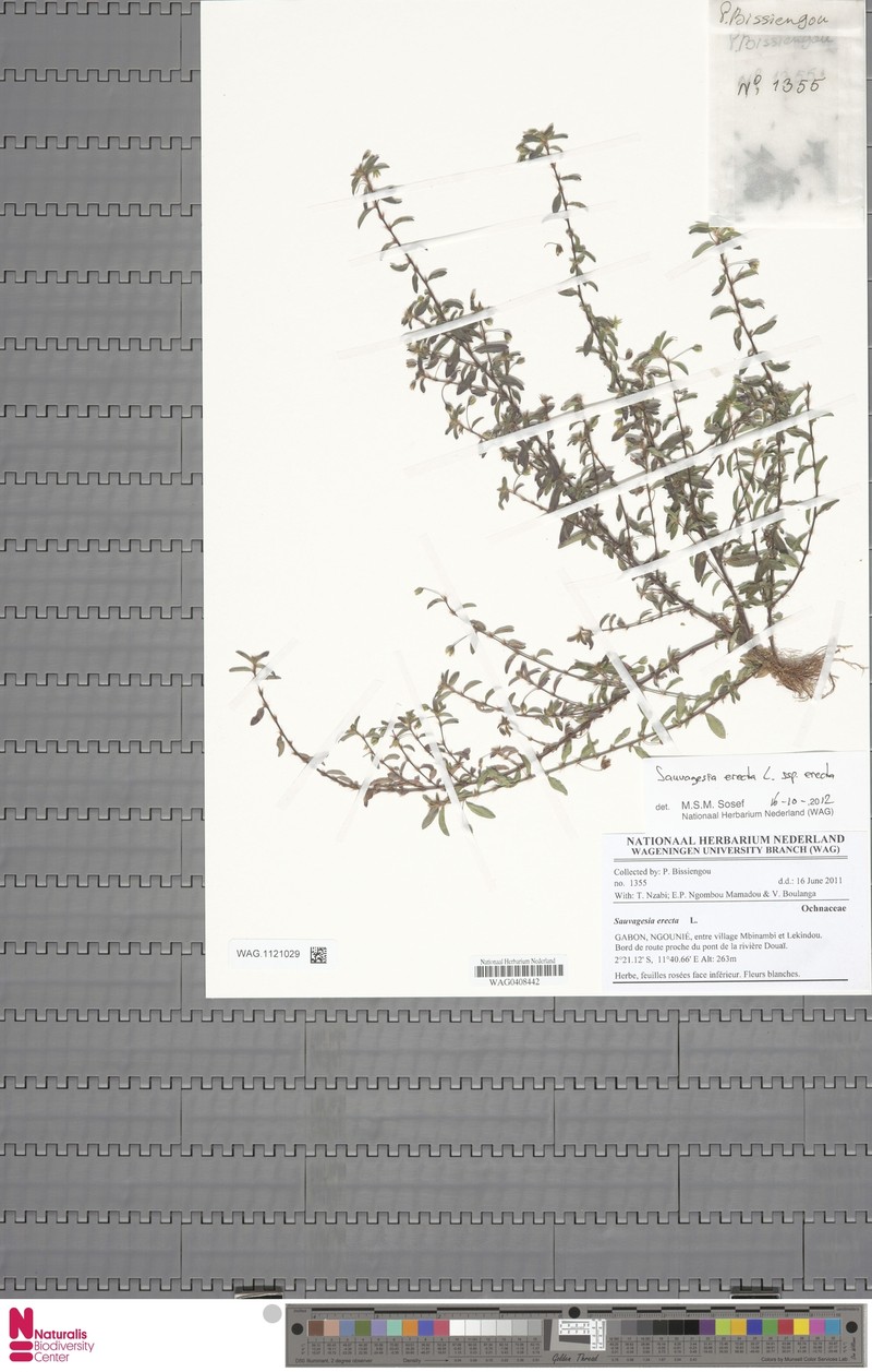 Sauvagesia erecta subsp. erecta photo 4
