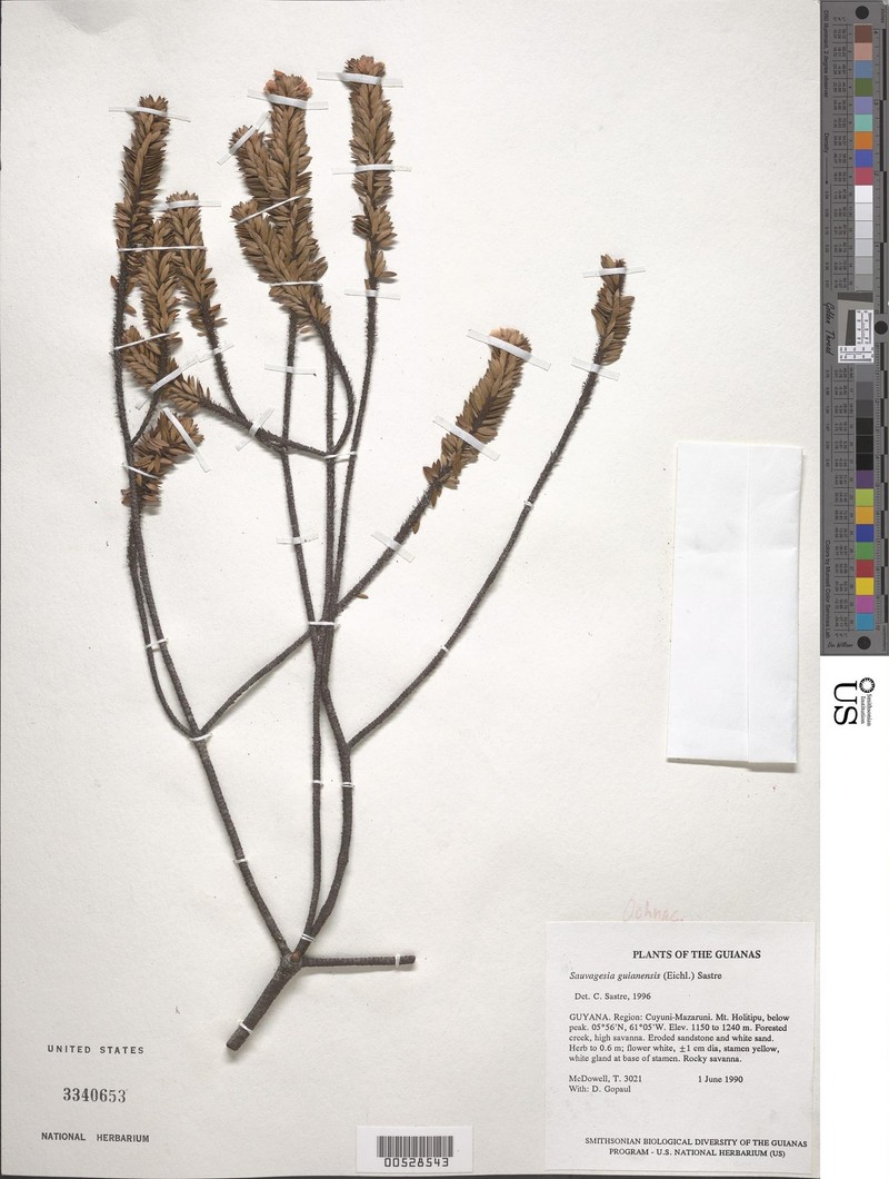 Sauvagesia guianensis subsp. guianensis