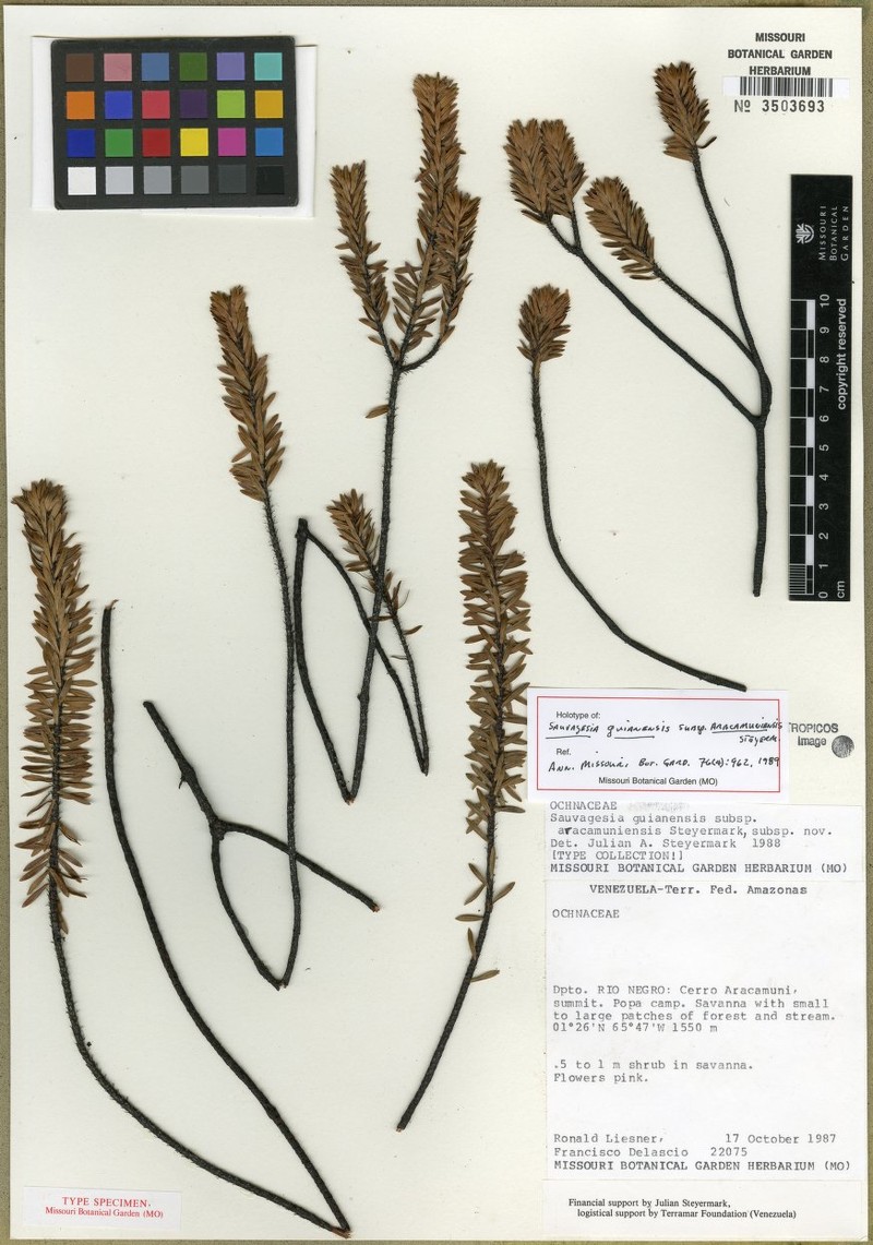 Sauvagesia guianensis subsp. guianensis photo 2