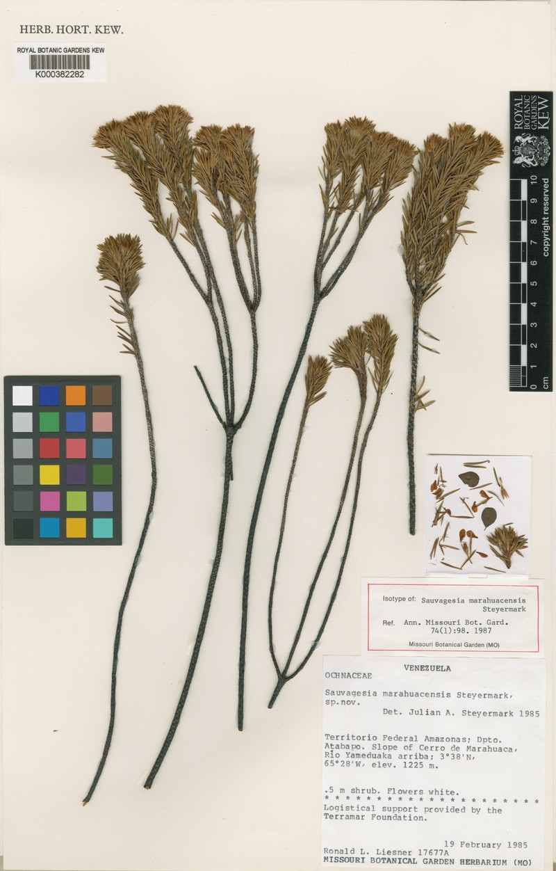 Sauvagesia guianensis subsp. guianensis photo 3