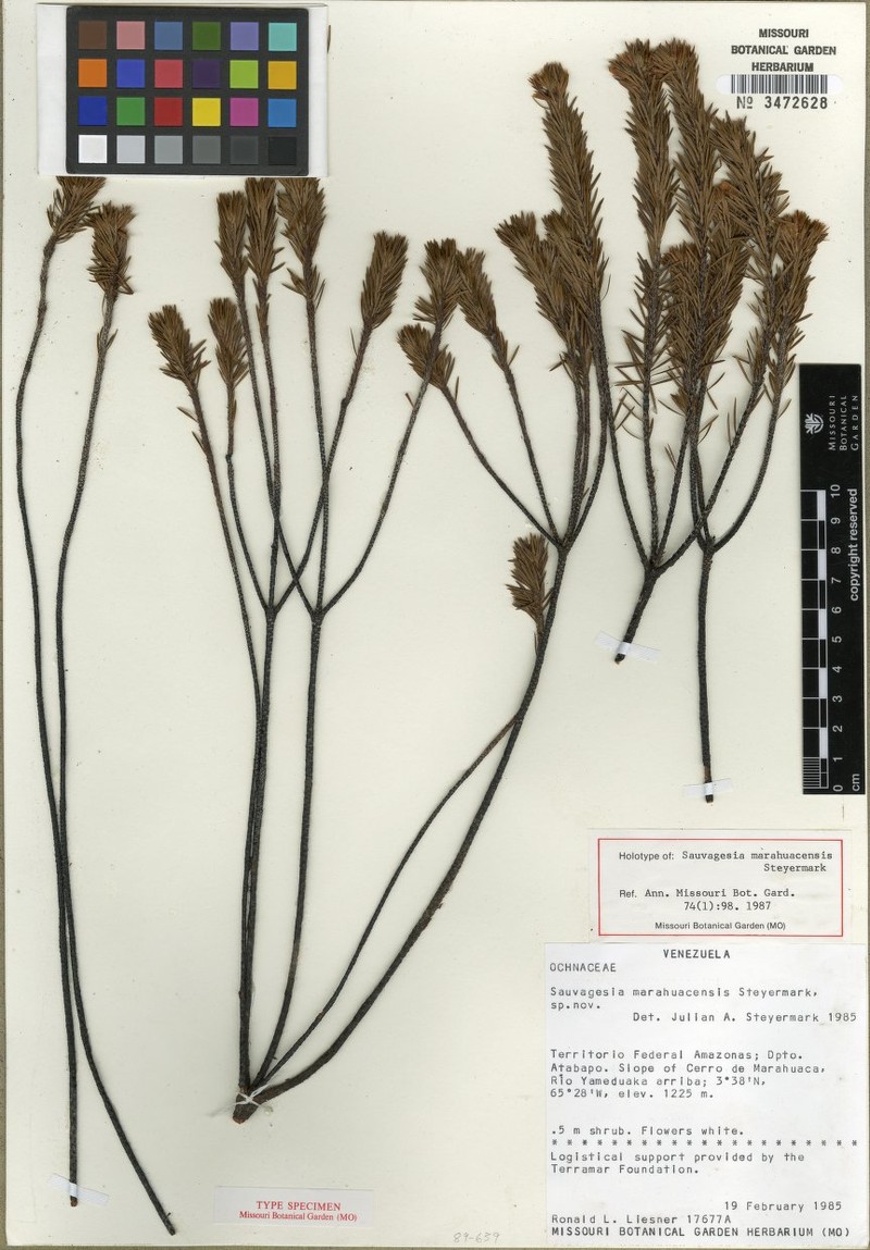 Sauvagesia guianensis subsp. guianensis photo 4