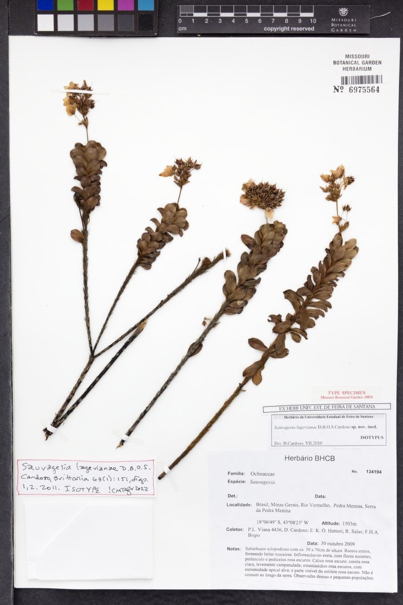 Sauvagesia lagevianae
