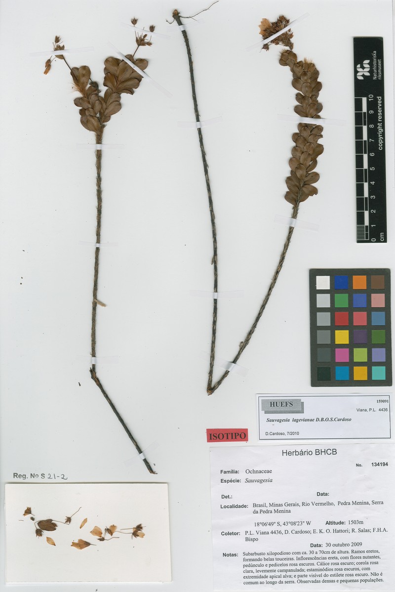 Sauvagesia lagevianae photo 2