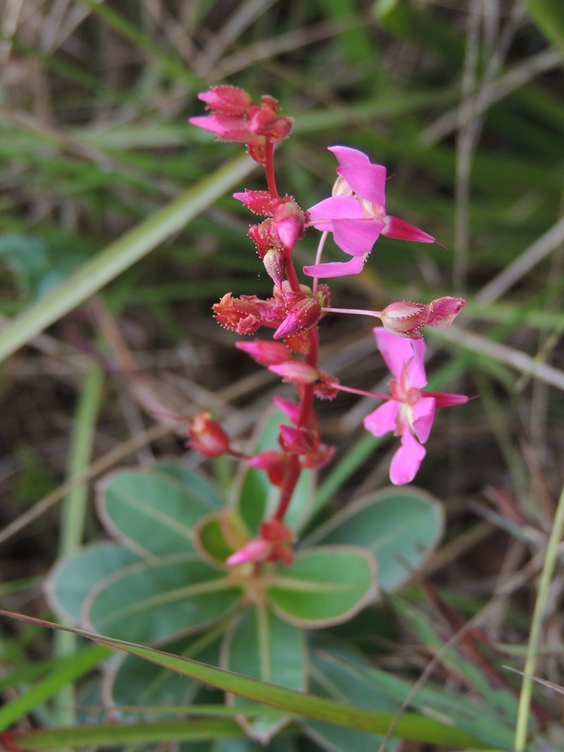 Sauvagesia rubra