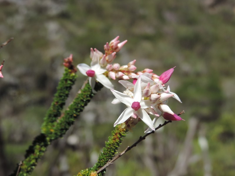 Sauvagesia spicata