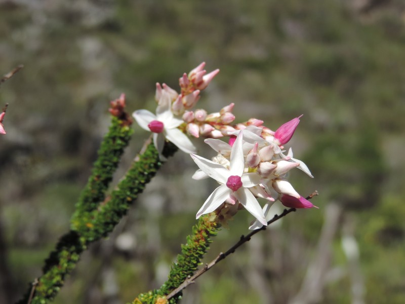 Sauvagesia spicata photo 2