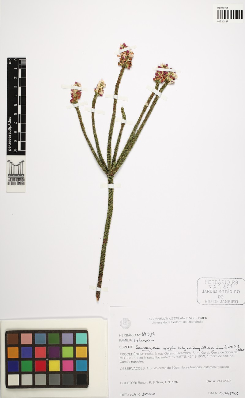 Sauvagesia spicata photo 3