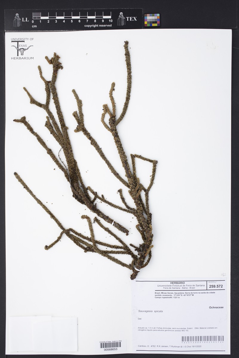 Sauvagesia spicata photo 4