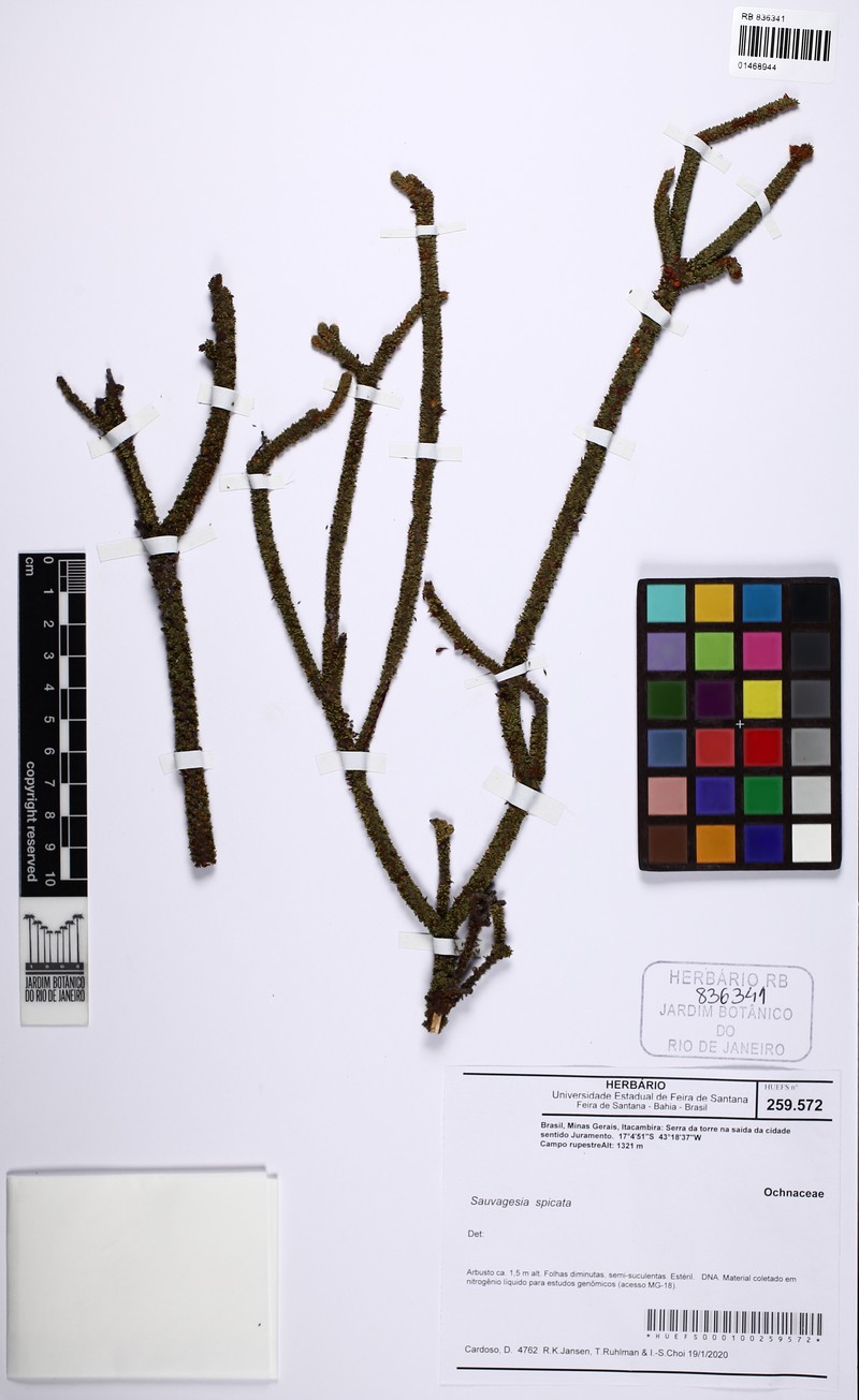 Sauvagesia spicata photo 5