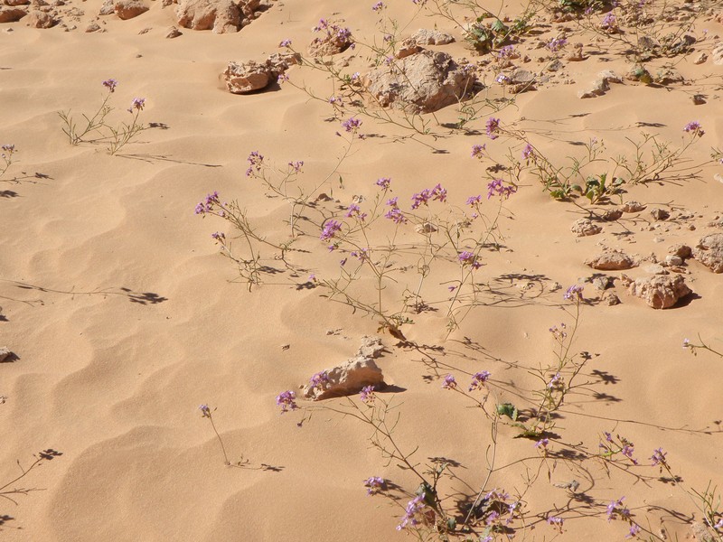 Savignya parviflora subsp. longistyla