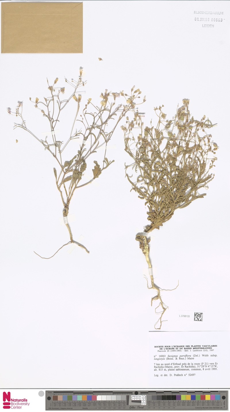 Savignya parviflora subsp. longistyla photo 2