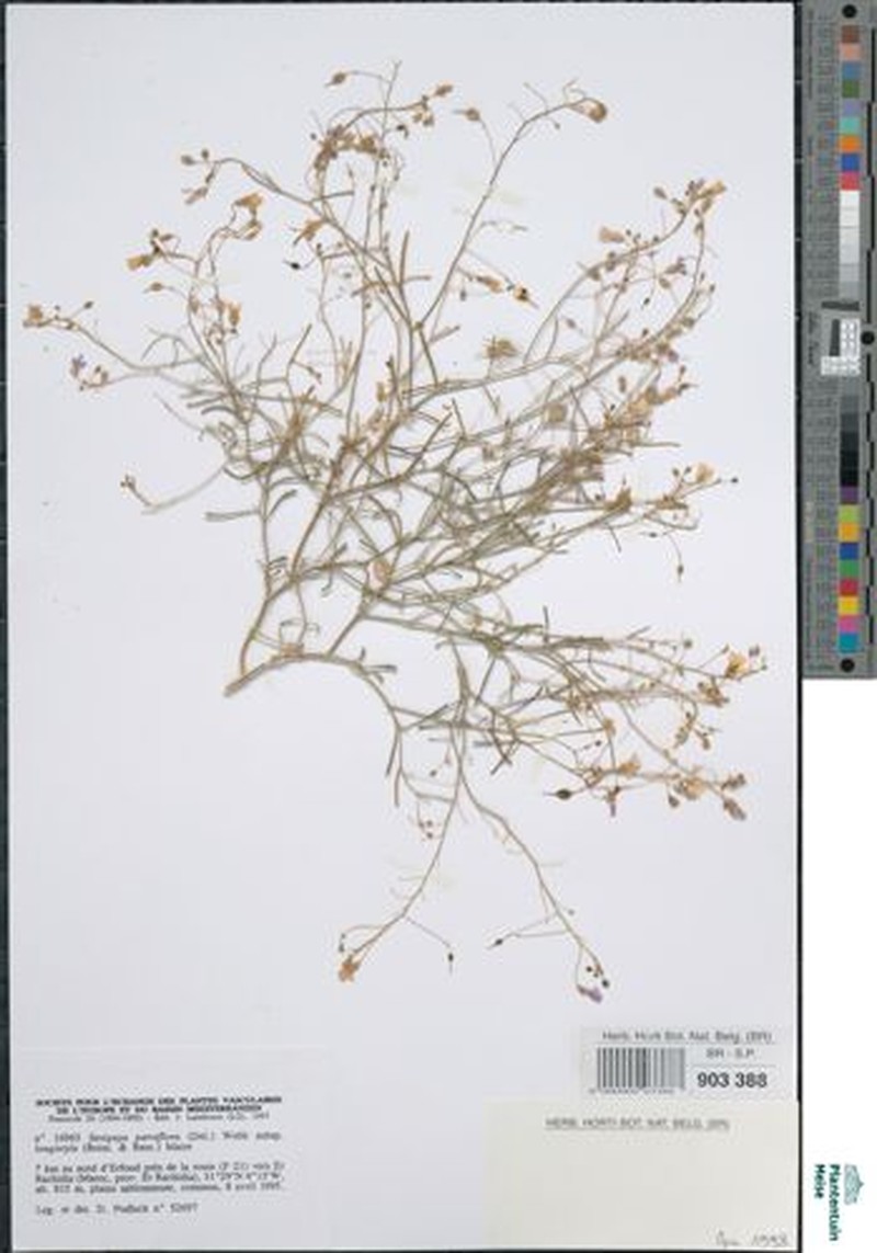 Savignya parviflora subsp. longistyla photo 3