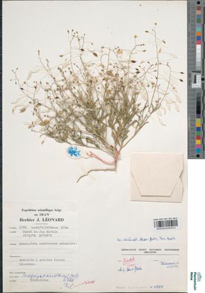 Savignya parviflora subsp. parviflora