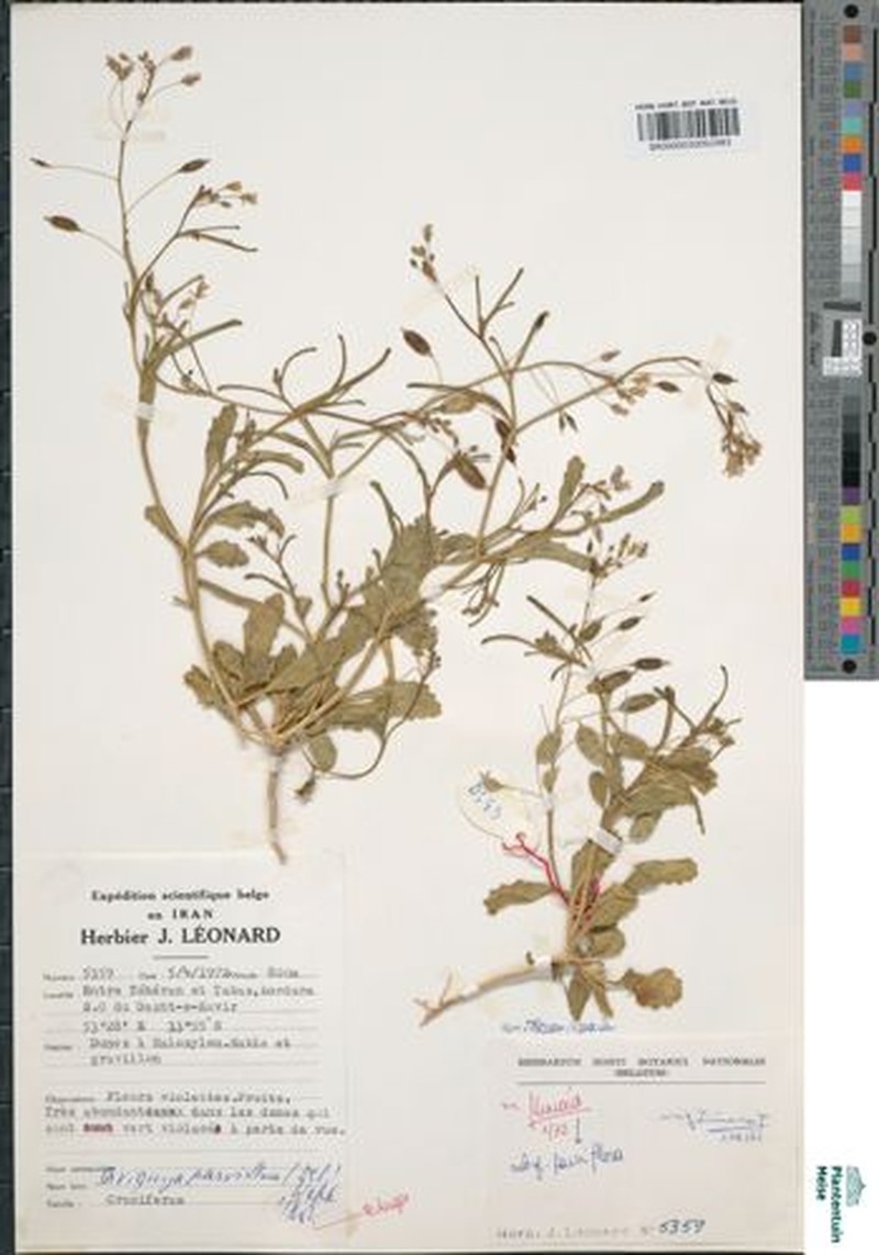 Savignya parviflora subsp. parviflora photo 2