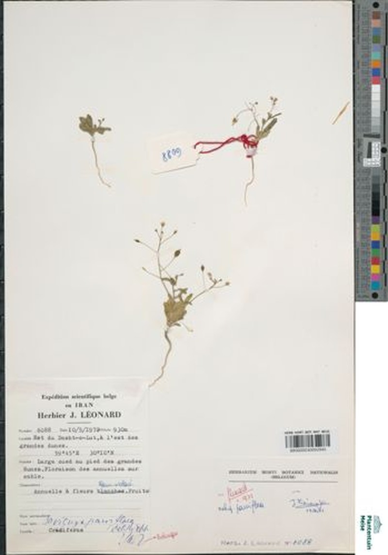 Savignya parviflora subsp. parviflora photo 3