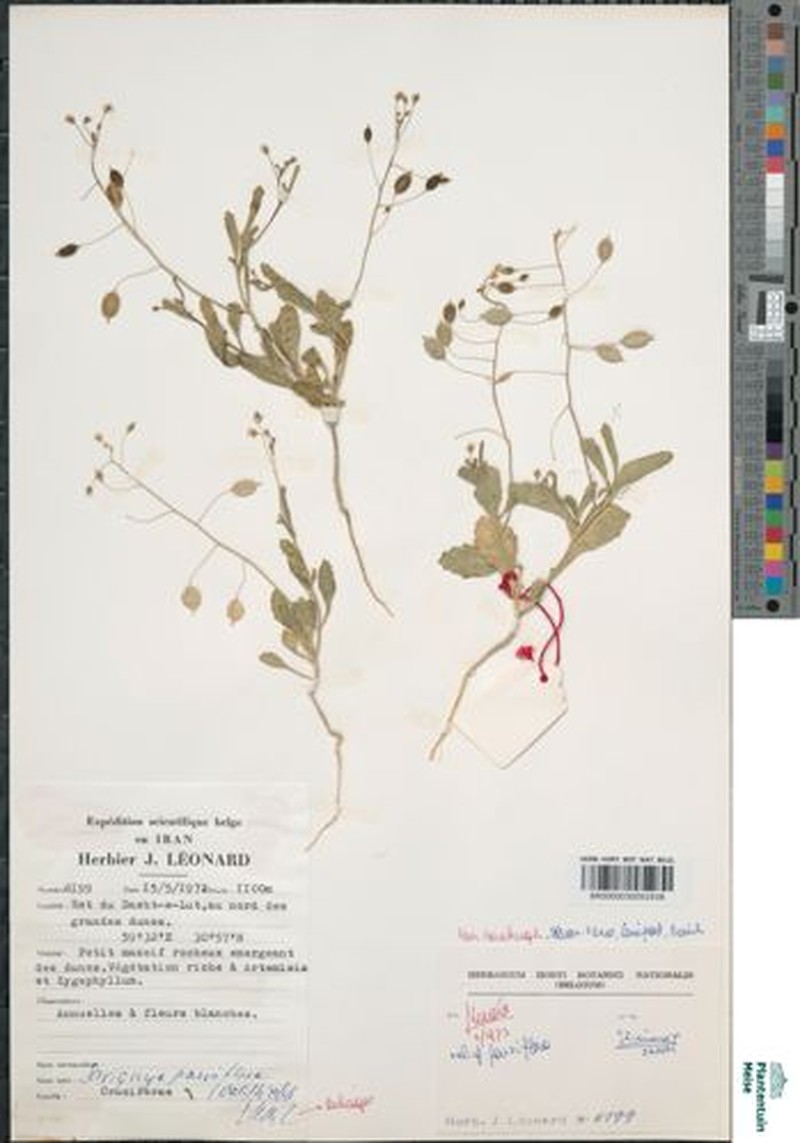 Savignya parviflora subsp. parviflora photo 4