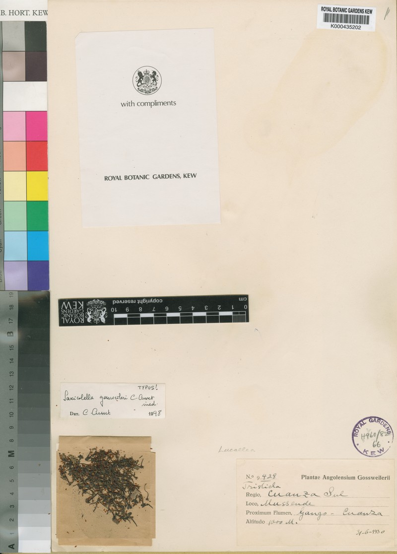 Saxicolella angola