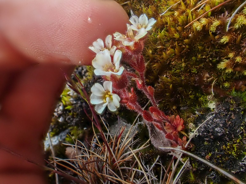 Wedgeleaf Saxifrage