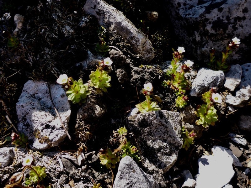 Wedgeleaf Saxifrage photo 2