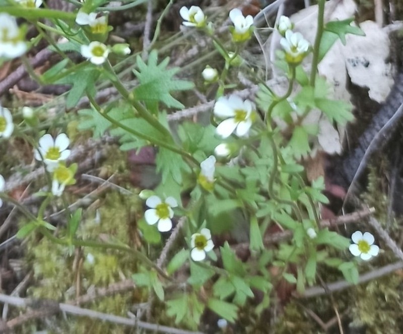 Wedgeleaf Saxifrage photo 3