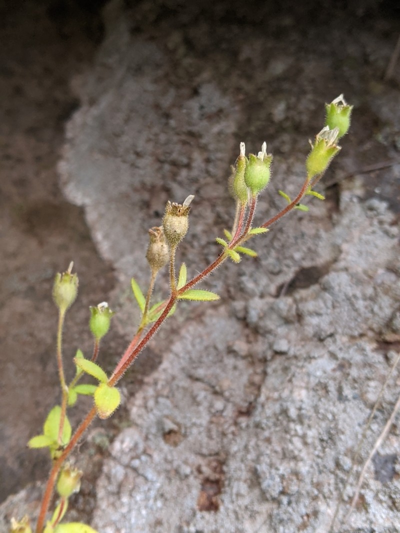 Wedgeleaf Saxifrage photo 4