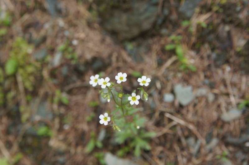 Wedgeleaf Saxifrage photo 5