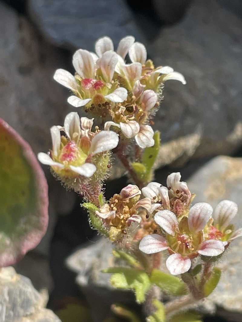 Wedgeleaf Saxifrage photo 6